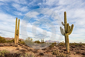 Sonoran Desert landscape with Saguaro Cactus and mountains