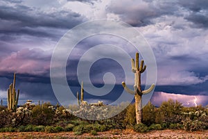 Sonoran desert landscape with Saguaro cactus and stormy sky