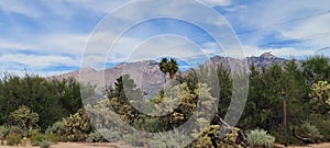 Sonoran Desert Lush Green Cactus  Trees  Bushes Vegatation  LandScape  Skyscape Mountain Scene Nature Photography photo