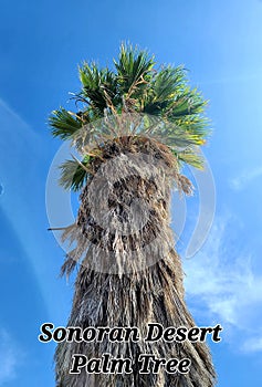 Sonoran Desert  Palm Tree Blue Sky Nature Scape Photography