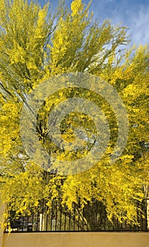 Sonoran Desert  Palo Verde Tree Yellow  Blooming Flower Blossoms  plant Foliage  Nature