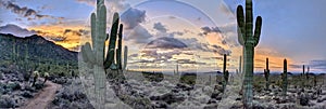 Sonoran Desert Panorama