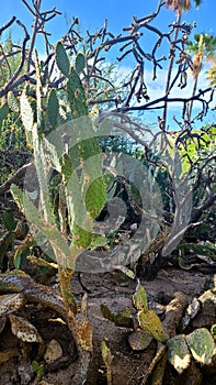 Sonoran Desert Prickly Pear Cactus Cholla  Vegatation  Skyscape Nature Foliage Photography photo