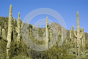 Sonoran Desert Saguaro Cactus photo