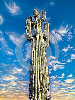 Sonoran Desert Saguaro cactus of Arizona vertical