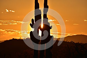 Sonoran Desert Saguaro Cactus Couple Embrace the Sunrise, Tonopah, Arizona photo