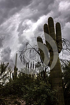 Sonoran Desert Saguaro Cactus in the Dimly Lit Morning With Storm Clouds