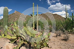 Sonoran Desert - Saguaro National Park, Arizona