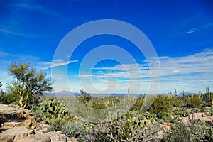 The Sonoran desert in Saguaro National Park near Tucson, Arizona