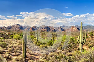 Sonoran Desert photo