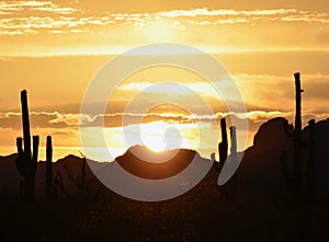 Sonoran Desert Sensational Sunset, Saguaro Sentinels in Scene