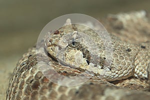 Sonoran desert sidewinder