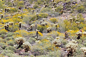 Sonoran Desert in Springtime photo