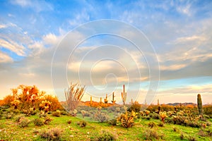 Sonoran Desert photo