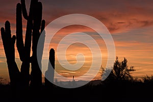 Sonoran Desert Sunset with Saguaro Cactus