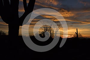 Sonoran Desert Sunset with Saguaro and Ocotillo Cactus