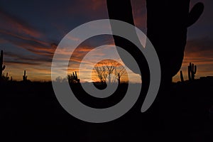 Sonoran Desert Sunset with Saguaro, Ocotillo and Cholla Cactus