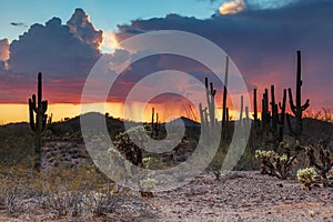 Sonoran desert thunderstorm. Saguaro cactus golden clouds in background, rain falling to ground.