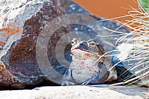 Sonoran Desert Toad On Rock