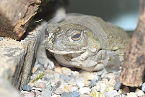 Sonoran desert toad