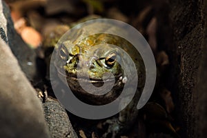 A Sonoran Desert Toad