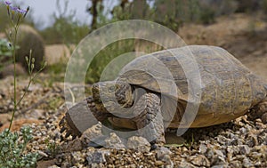 Sonoran desert tortoise in Arizona