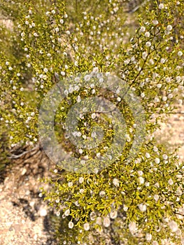 Sonoran Desert Wild CREOSOTE  Chaparral Bush Plant white Fuzzy Balls Pre Bloom Time Nature  Plant Foliage