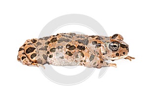 Sonoran Green Toad Profile