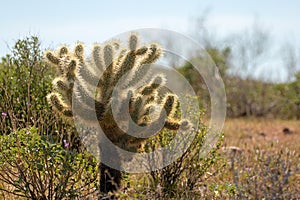 Sonoran Jumping Cholla cactus in the Salt River management area near Phoenix Arizona USA