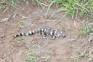 Sonoran tiger salamander