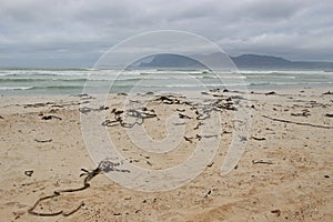 On Sonwabi Beach, at the beautiful and wide False Bay near Cape Town. South Africa.