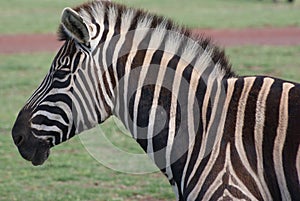 Zebra with Black and White Stripes