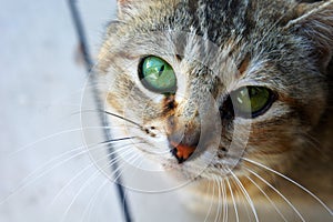 Muzzle of a gray tabby cat looking
