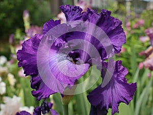 TB Iris `Aristocracy`in my garden photo