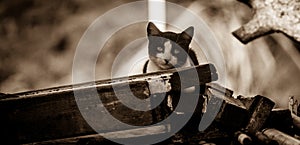 Cat thinking what his next meal will be photo