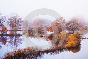 Soomaa National Park during a autumnal flood also known as the Fifth season in a foggy morning in Estonian nature.