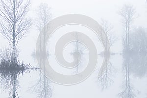 Soomaa National Park during a autumnal flood also known as the Fifth season in a foggy morning in Estonian nature.