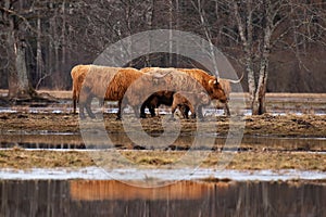 Soomaa National Park. Fifth season spring flood on meadow