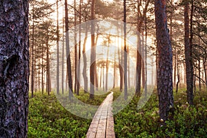 Soomaa National Park. Morning bog hiking trail. Estonian nature.