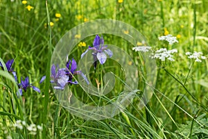 Soomaa National Park. Siberian iris, Iris sibirica, flowering on wooded meadow