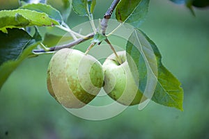 Soot scab in an apple orchard with ripening apples on the trees in middle of august