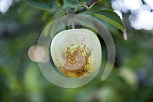 Soot scab in an apple orchard with ripening apples on the trees in middle of august