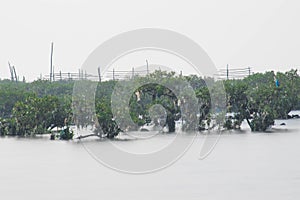 sooth silky sea water with boulders and green mangroves plants