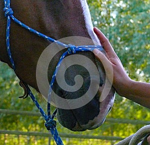 Soothing Cammy, an Haflinger Mare