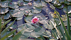 Soothing lake view with water lilies.