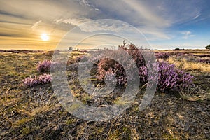 Soothing landscape scenery of heathland