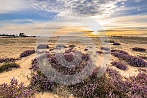 Soothing landscape scenery of heathland