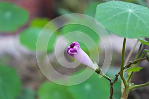 soothing purple flower for nature lovers