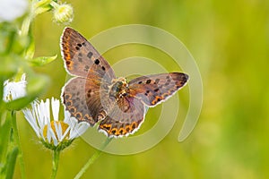 The Sooty Copper Butterfly