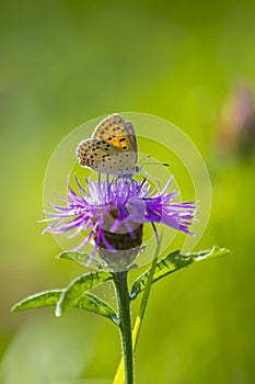 Sooty copper butterfly Lycaena tityrus pollinating